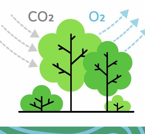 Árboles que absorben CO₂ y liberan O₂